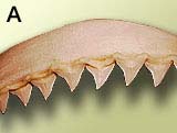 Jaw of a bull shark